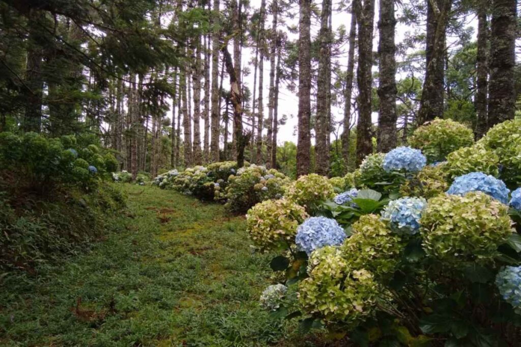 8 Motivos para ir a Monte Verde no frio 6 Parque Oschin em Monte Verde (MG)