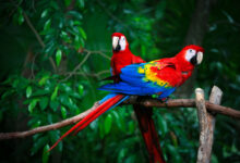 Aventura na Amazonia
