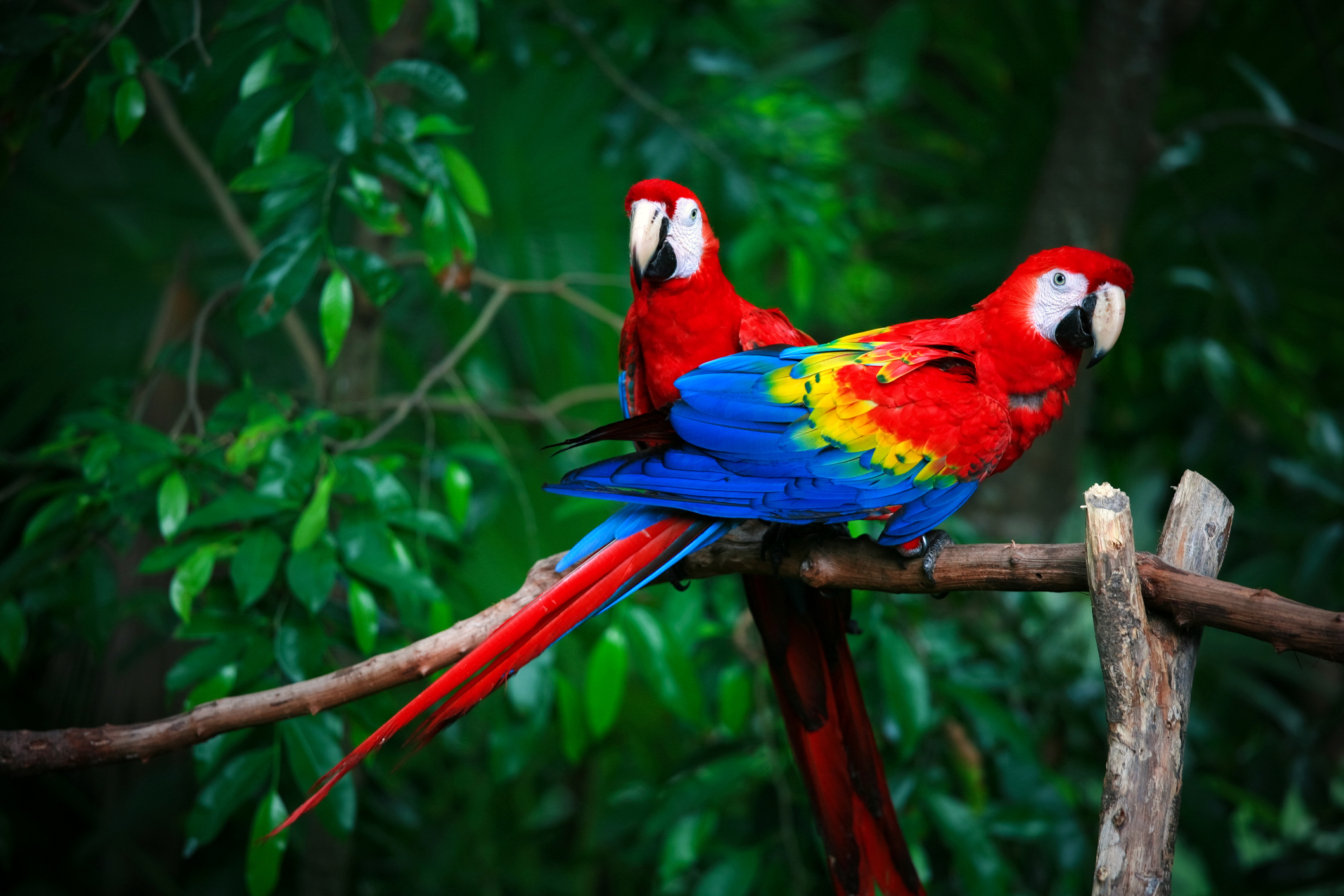 10 Viagens que Vão Mudar Sua Vida 1 Aventura na Amazonia